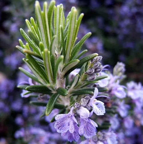 Rosemary Therapeutic Grade Essential Oils 3